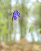 29th Apr 2023 - Study of a Bluebell 