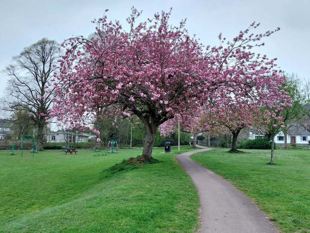 Cherry blossom, Colliston Park, Dalbeattie  by samcat