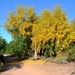 palo verde blooming by blueberry1222