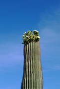 29th Apr 2023 - saguaros are in bloom!