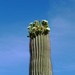 saguaros are in bloom! by blueberry1222
