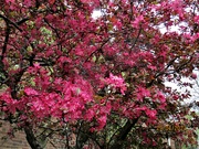 29th Apr 2023 - St Charles Church garden blossom.