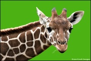 29th Apr 2023 - Freddie the giraffe