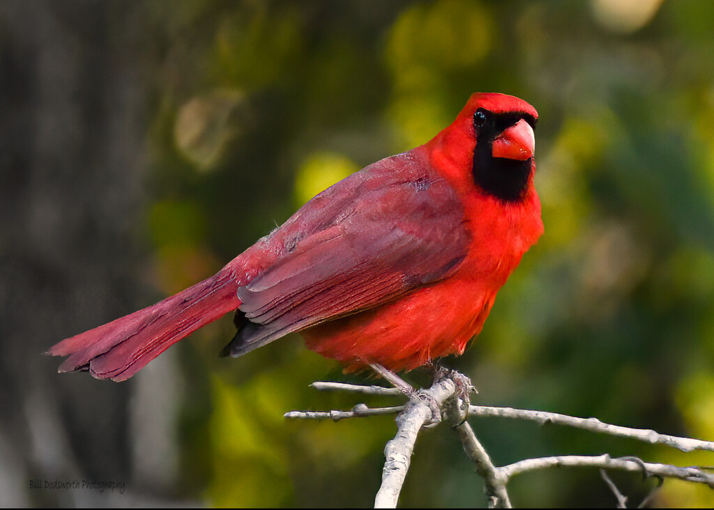 Cardinal in the woods by photographycrazy