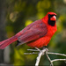 Cardinal in the woods by photographycrazy