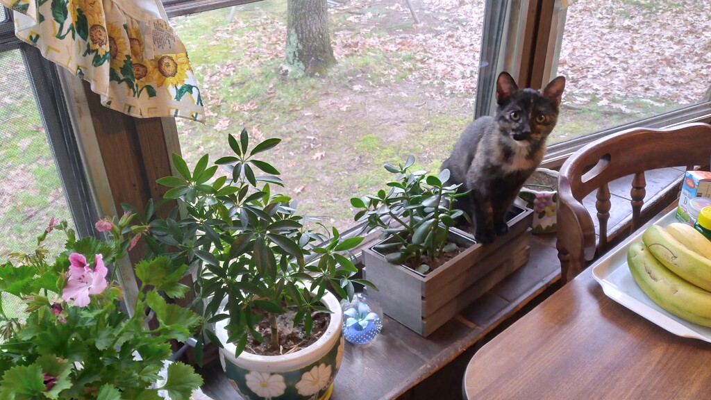 New Cat Plant by julie
