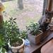 New Cat Plant by julie