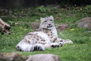 27th Apr 2023 - Snow Leopard