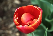 28th Apr 2023 - Red Tulip