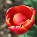 Red Tulip by randy23
