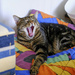Big yawn by kametty