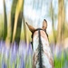 Photoleaped into the bluebells by catangus