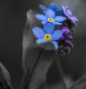 29th Apr 2023 - forget-me-nots