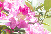 29th Apr 2023 - Rhododendron in the sun