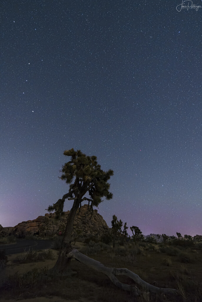 Joshua Tree Stars by jgpittenger