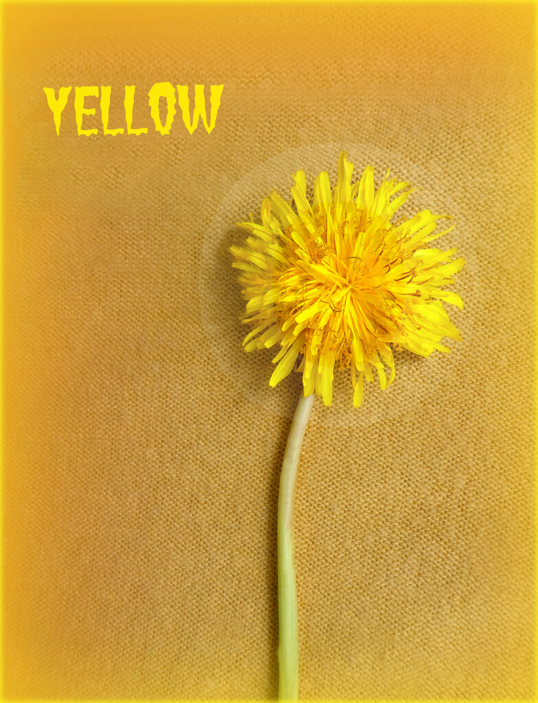 Yellow . by wendyfrost