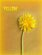 29th Apr 2023 - Yellow .