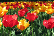 29th Apr 2023 - Tulip Season