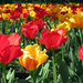 Tulip Season by thedarkroom