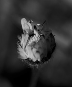 29th Apr 2023 - Common English daisy, Bellis perennis