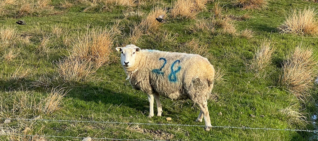 Sheep Bingo by lifeat60degrees