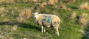 29th Apr 2023 - Sheep Bingo