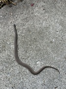 29th Apr 2023 - Baby Garter Snake