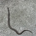 Baby Garter Snake by pej76