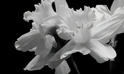 11th Apr 2023 - Black & White Daffodils