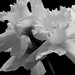 Black & White Daffodils by skipt07