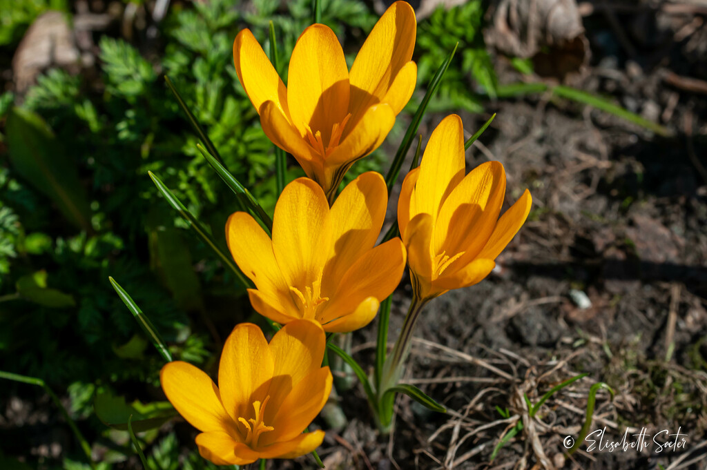Yellow Crocus by elisasaeter
