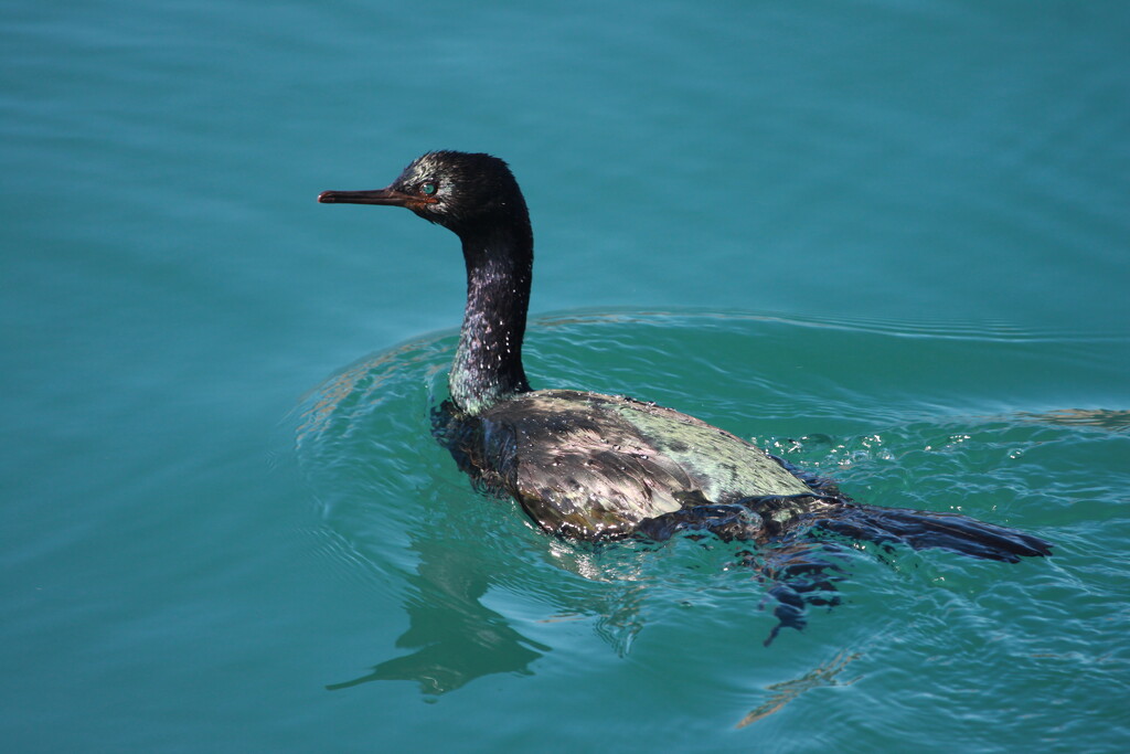 pelagic cormorant by ellene