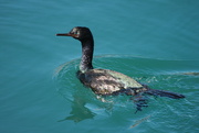 21st Apr 2023 - pelagic cormorant