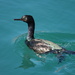 pelagic cormorant by ellene