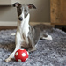 Elsie and her ball  by phil_howcroft