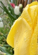 29th Apr 2023 - Tulips in the rain