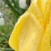 Tulips in the rain by lizgooster