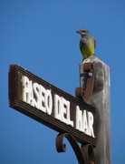 23rd Apr 2023 - cassin's kingbird