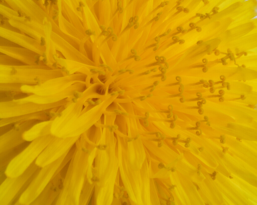 Dandelion close-up by clearlightskies