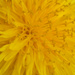 Dandelion close-up by clearlightskies