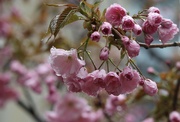 29th Apr 2023 - Raining Blossoms
