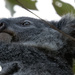 eye of the beholder by koalagardens