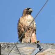 29th Apr 2023 - Red Tailed Hawk