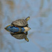 Sunning Turtle by bjywamer