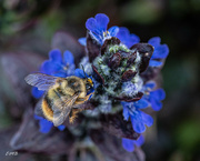 28th Apr 2023 - Bumblebee 