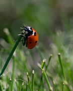 29th Apr 2023 - Ladybug 