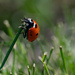 Ladybug  by theredcamera