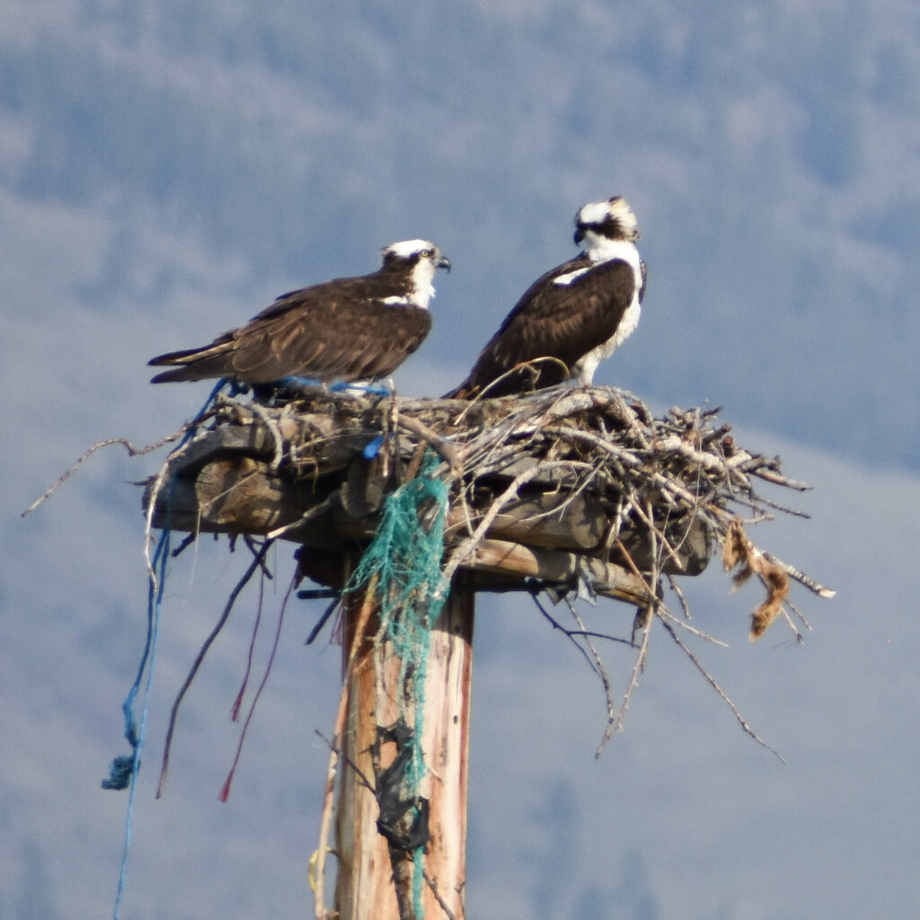Nesting Ospreys by bjywamer