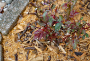 29th Apr 2023 - Rose bush leaves