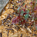 Rose bush leaves by larrysphotos